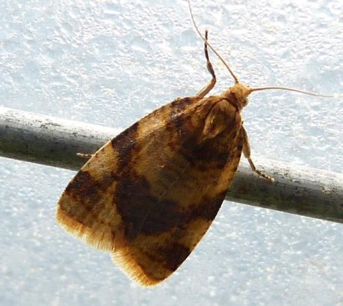 Epagoge grotiana